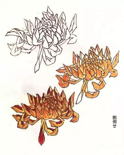 国画菊花画法教学视频,国画入门菊花的画法