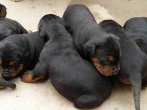 优秀品种德牧幼犬,国产顶级大型莱州红犬