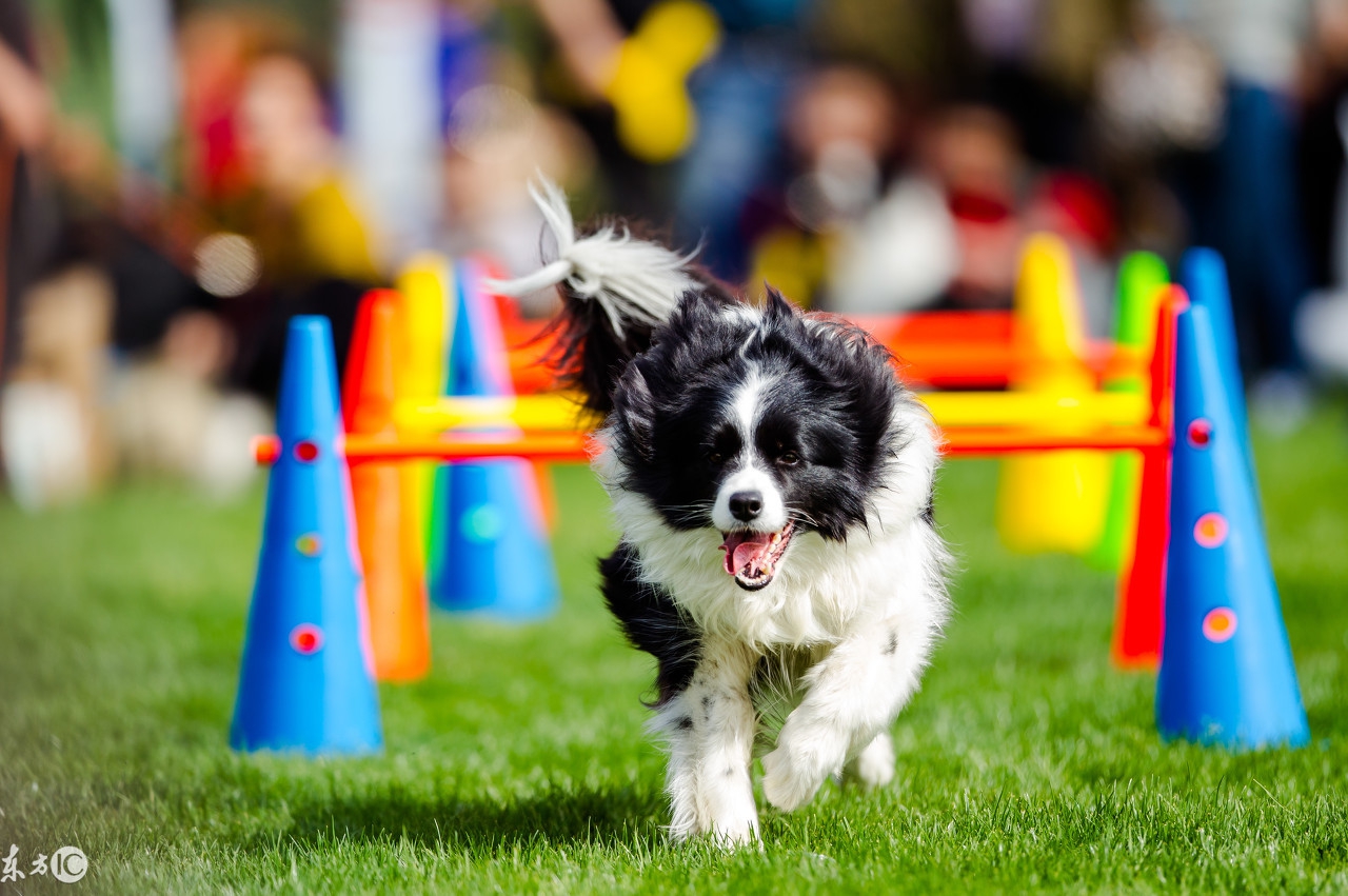 狗一般都花多少钱,买狗狗到底要花多少钱