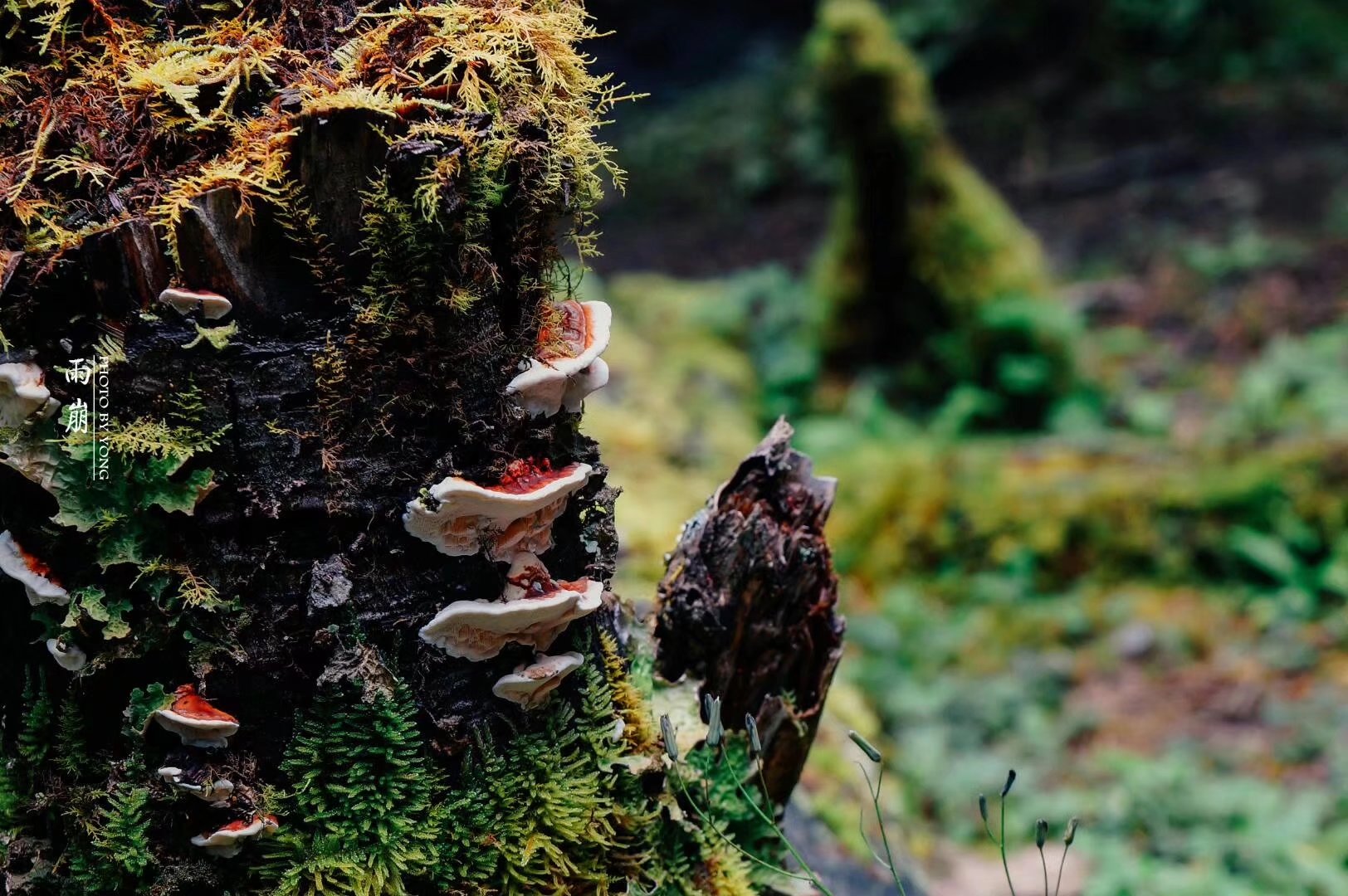 天堂雨崩9完整版,天堂雨崩卡瓦格博