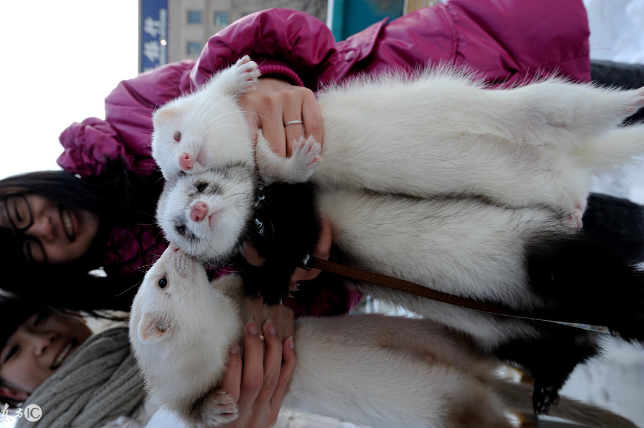 爬宠合集,爬宠大作战视频