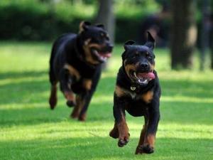 忠心护主不咬人的狗有哪些品种,忠心护主的狗完整视频