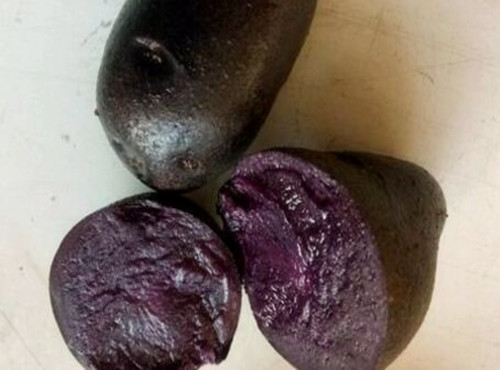 黑土豆种子几月种,富硒黑土豆种子
