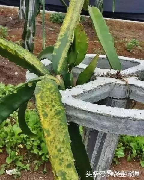 火龙果高温日灼防治经验,火龙果防霜冻