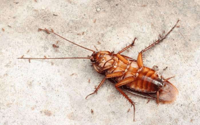 蟑螂窝能彻底清除蟑螂吗,家里蟑螂太多怎样清除蟑螂更彻底