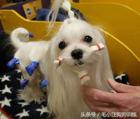 如果狗被主人虐待它会恨主人吗,宠物美容师虐待狗狗