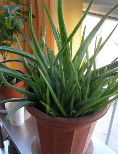 甲醛涨知识,甲醛中毒怎么去除最有效