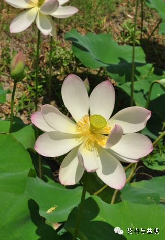 碗莲睡莲荷花种子区别,碗莲荷花睡莲图片