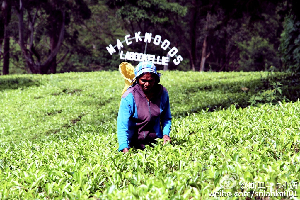 怎样选锡兰红茶,小白学茶的100个基础