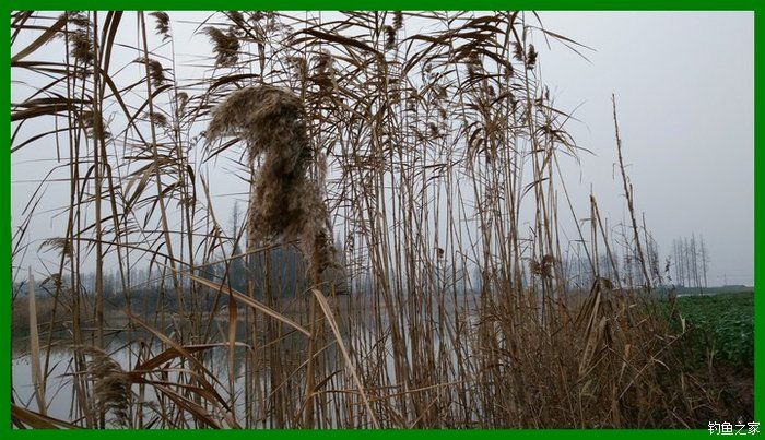 大鲫鱼大鱼,大鲫鱼大鲤鱼