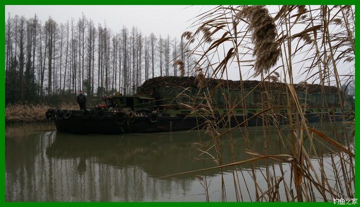 大鲫鱼大鱼,大鲫鱼大鲤鱼