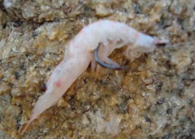 矶钓海钓诱饵笼的用法大全,冬季海钓矶钓用什么假饵最好用