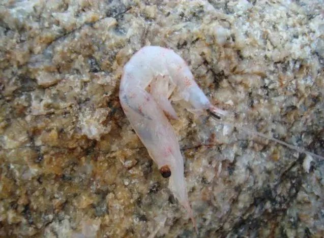 矶钓海钓诱饵笼的用法大全,冬季海钓矶钓用什么假饵最好用