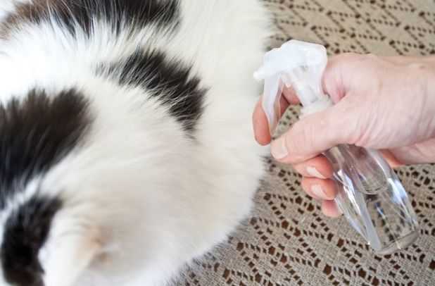 撸猫遇到静电,撸猫静电