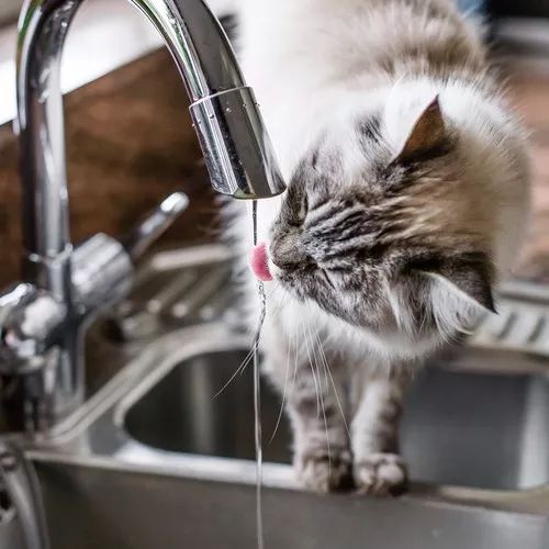 撸猫遇到静电,撸猫静电