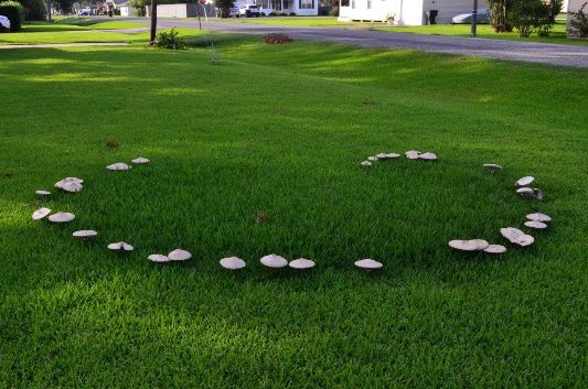 小心这些东西有毒千万别碰,小心有毒的蘑菇完整版