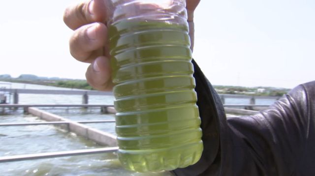 泥鳅一般一年亩产多少斤,亩产成品泥鳅4000多斤