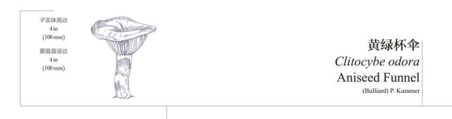 小心这些东西有毒千万别碰,小心有毒的蘑菇完整版