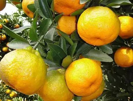 冬季去广西必带特产排行榜推荐,春节广西旅游必备品