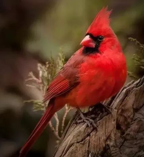 冬奥会中国队忍痛进球,冬奥会中国队不敌美国队