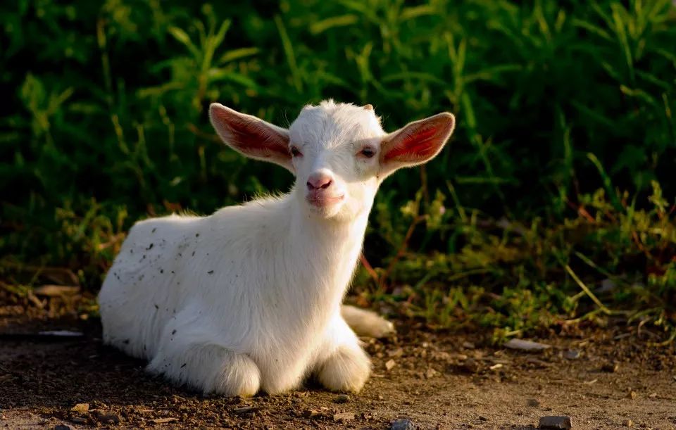 土著带你逛古村,土著带你逛北京