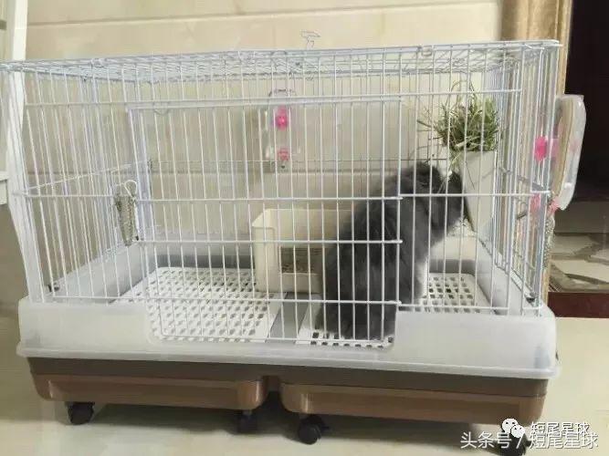 兔兔需要买多大的兔笼,兔兔的专用兔笼