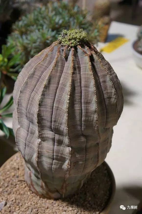 十大最贵玉露多肉品种,多肉最贵的品种有哪些