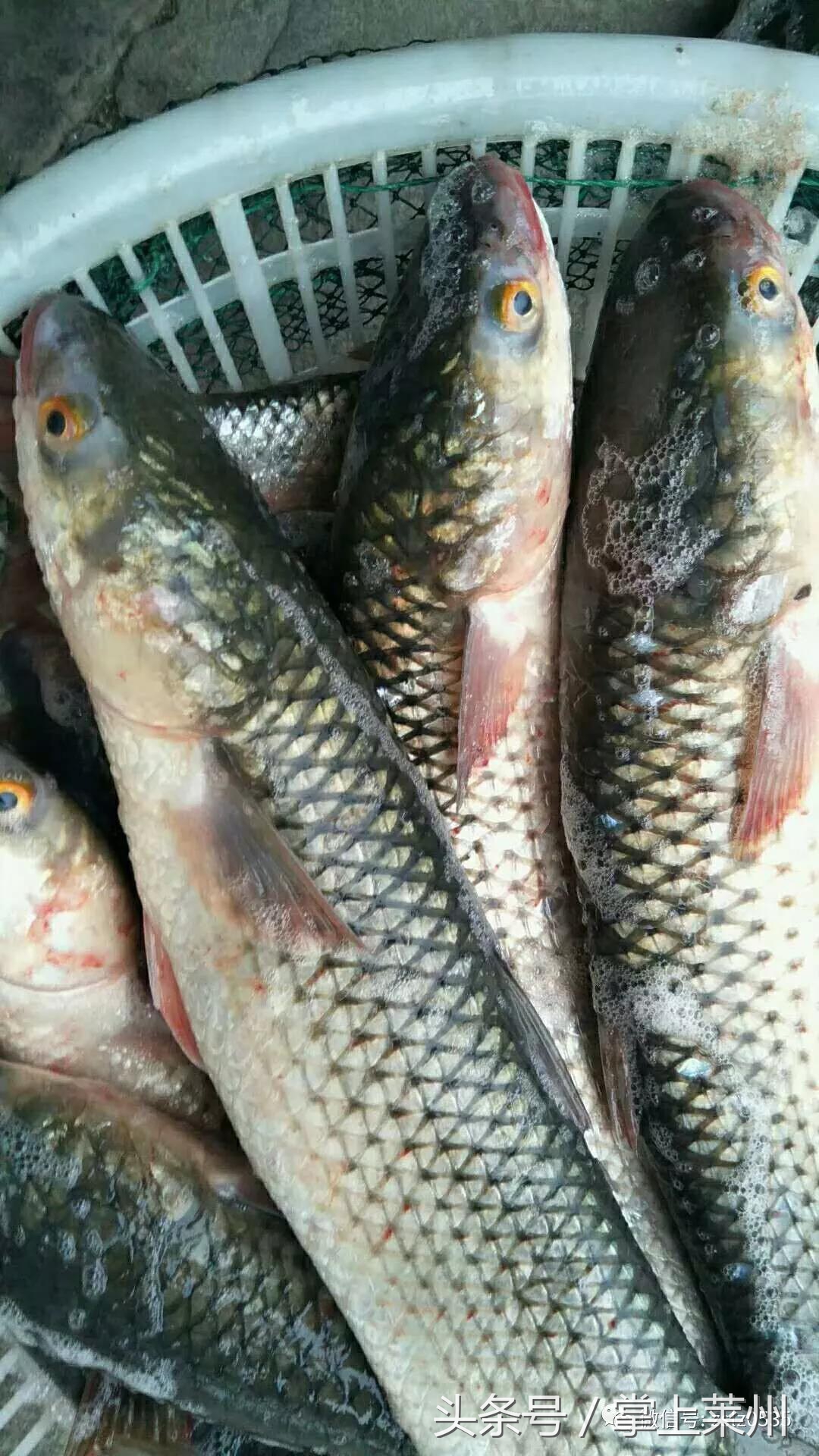 莱州三山岛有什么鱼,莱州三山岛渔港的鱼