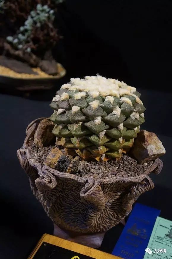 多肉万象最贵的品种,玉露多肉最贵多少钱一棵