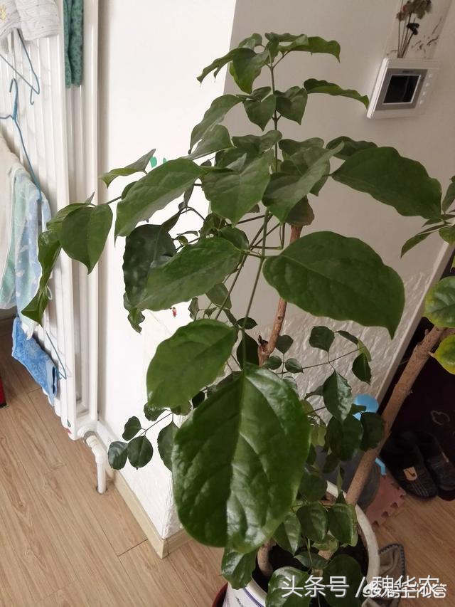 绿宝剪根后黄叶,绿宝冬天怎么浇水