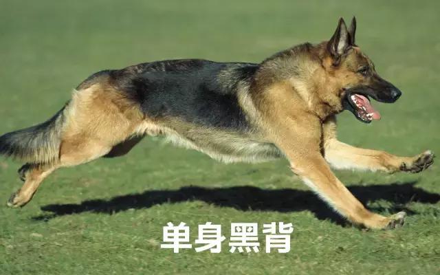 100种单身狗种类,单身狗种类