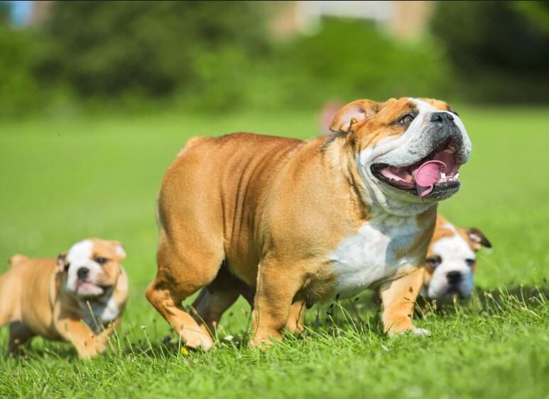 可爱又好养的宠物狗有哪些品种,可爱萌宠好养的宠物狗