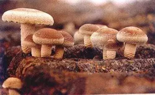 放假归来带的特产,适合给家人带的兰州特产