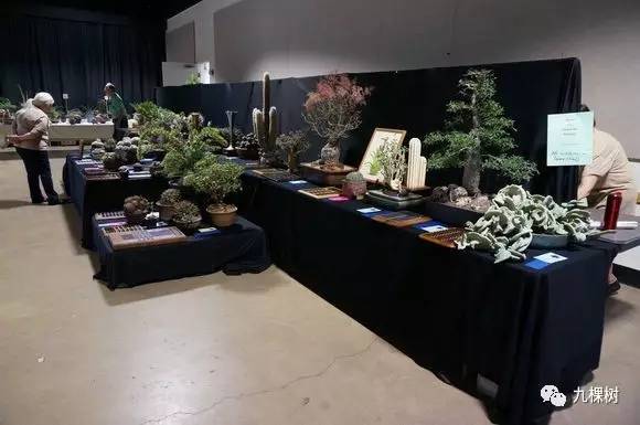 十大最贵玉露多肉品种,多肉最贵的品种有哪些