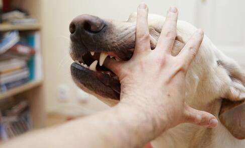 出门遛狗狗狗总是乱跑怎么办,遛狗被别的狗咬怎么办