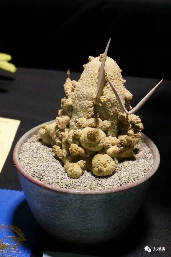 十大最贵玉露多肉品种,多肉最贵的品种有哪些