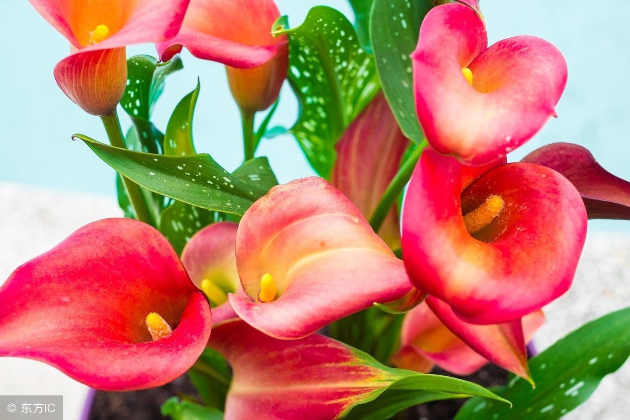 马蹄莲种植方法和注意事项图片,无土栽培马蹄莲花卉