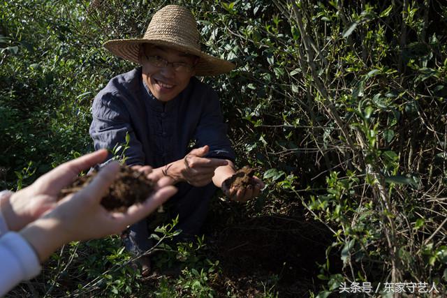 安溪种植茶叶的有利自然条件,安溪种植茶叶的情况介绍