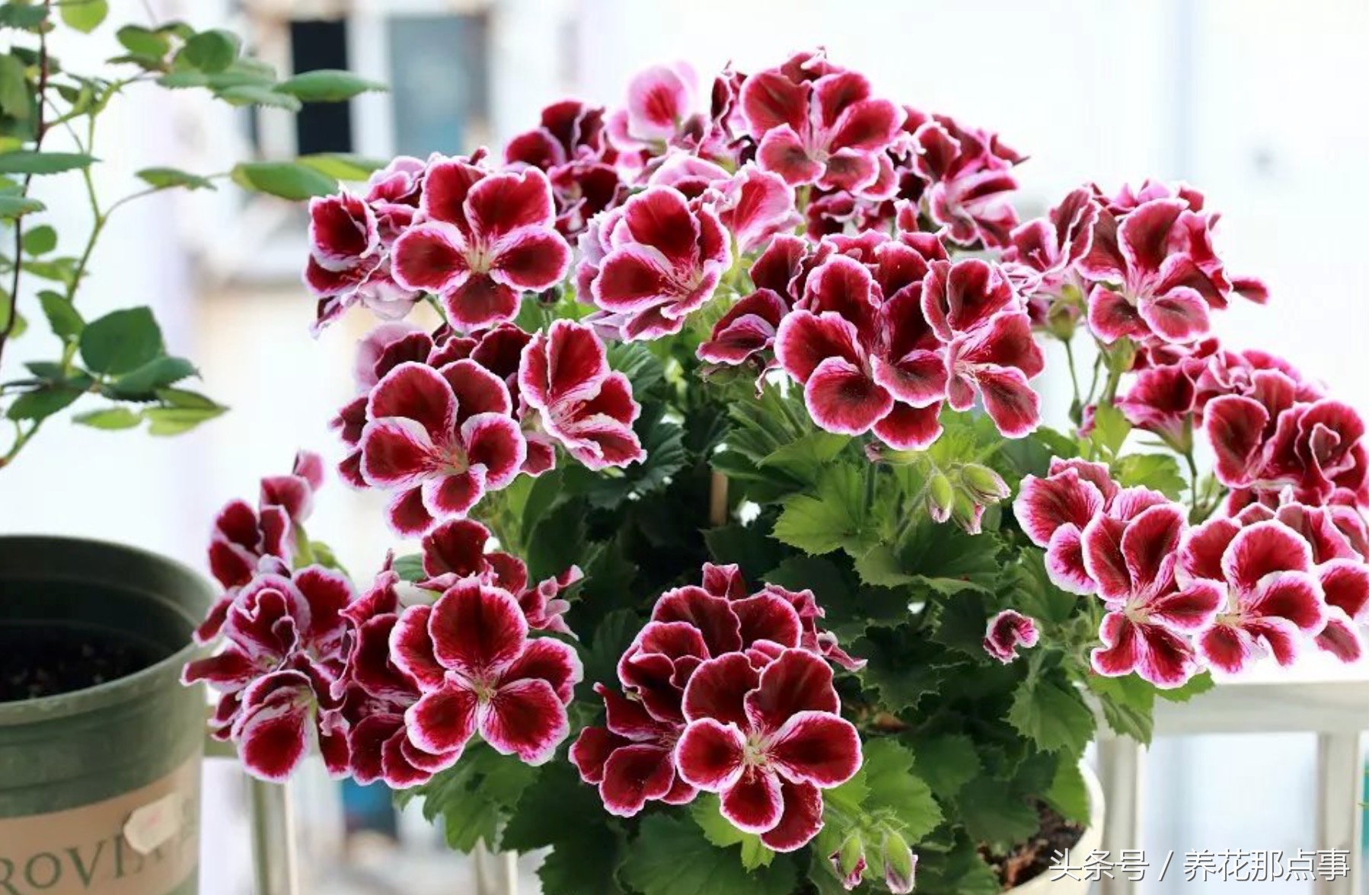 鍐板ぉ闆湴鑺辨捣,鍏ュ啲杩樿兘鐪嬪埌鑺辨捣