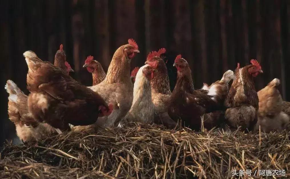 家禽四季防病,冬季家禽养殖注意事项