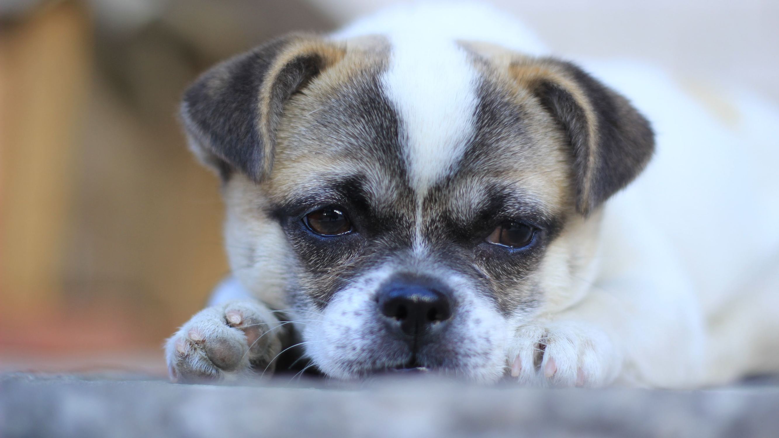 带狗字的成语是什么,关于带狗的成语大全