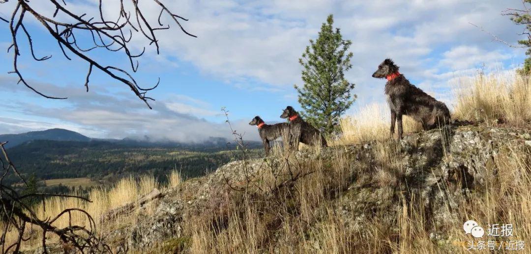 你没见过的“汪星人”都在这了！狗年就让它们来萌“化”你吧