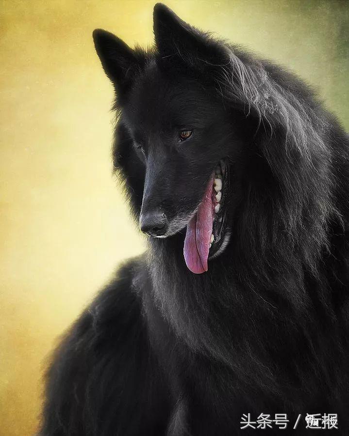 你没见过的萌宠,你没见过的宠物