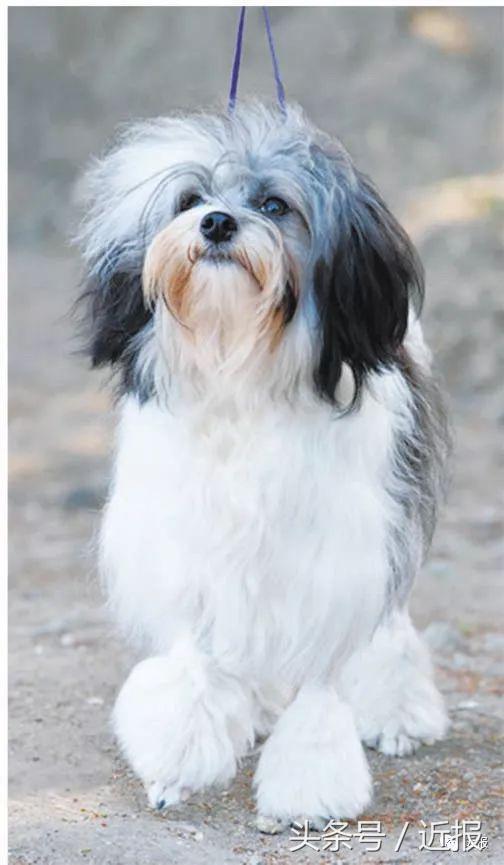 你没见过的萌宠,你没见过的宠物