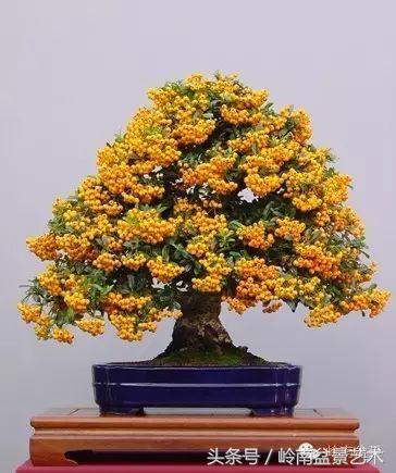 过年送礼好不好,过年送礼单数还是双数好