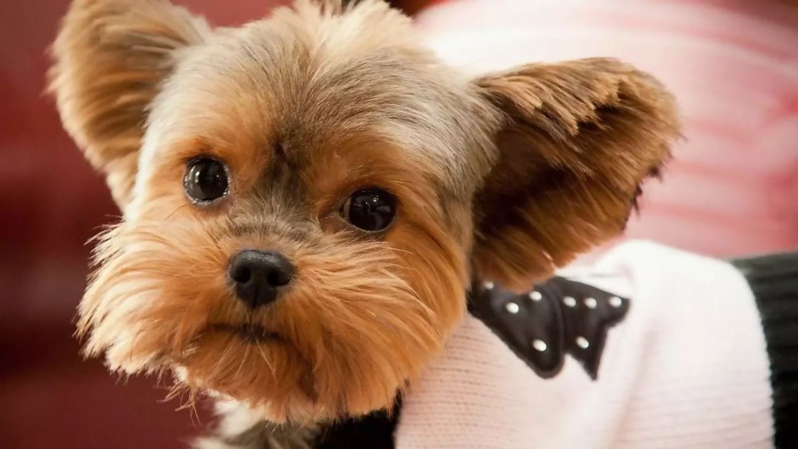 带狗字的成语大全褒义,关于带狗的成语大全