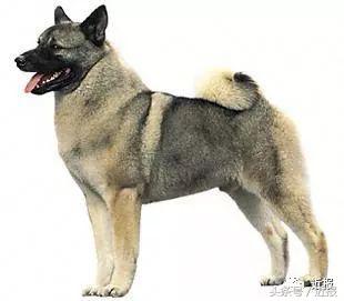 你没见过的“汪星人”都在这了！狗年就让它们来萌“化”你吧