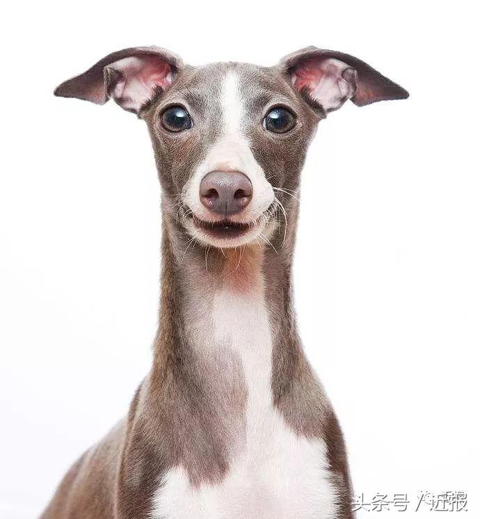 你没见过的“汪星人”都在这了！狗年就让它们来萌“化”你吧