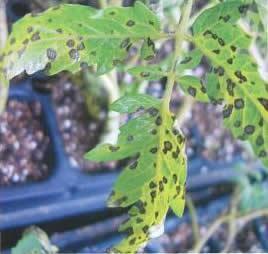 番茄褐斑病用什么药,番茄褐斑病又叫斑疹病