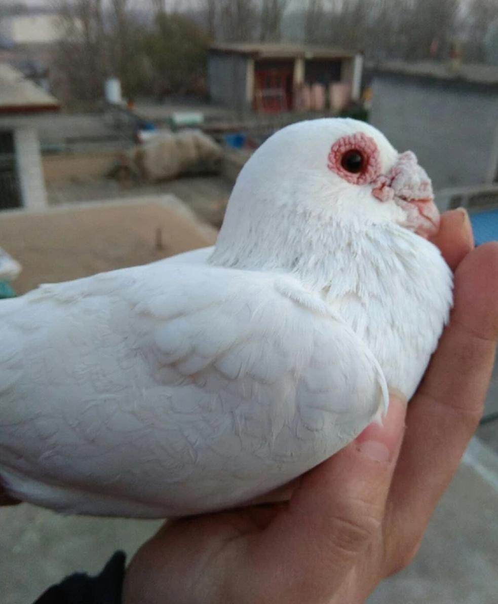 怎样的鸽舍吸引天落鸽,楼顶养鸽如何才能引来天落鸽